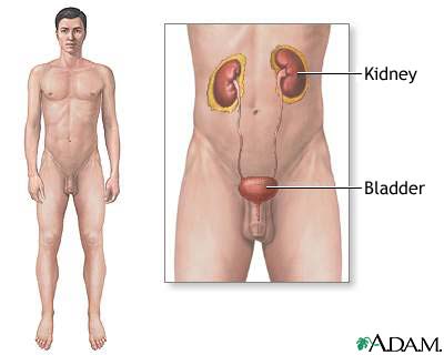http://www.health32.com/wp-content/uploads/2010/12/male-urinary-system.jpg